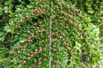 Cotoneaster (Dwergmispel)
