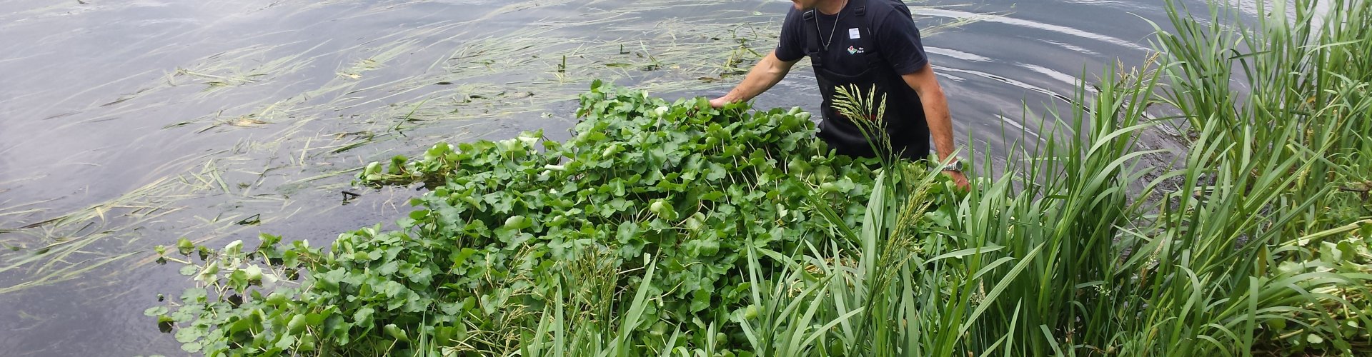 Deel je ervaringen over beheer invasieve exoten