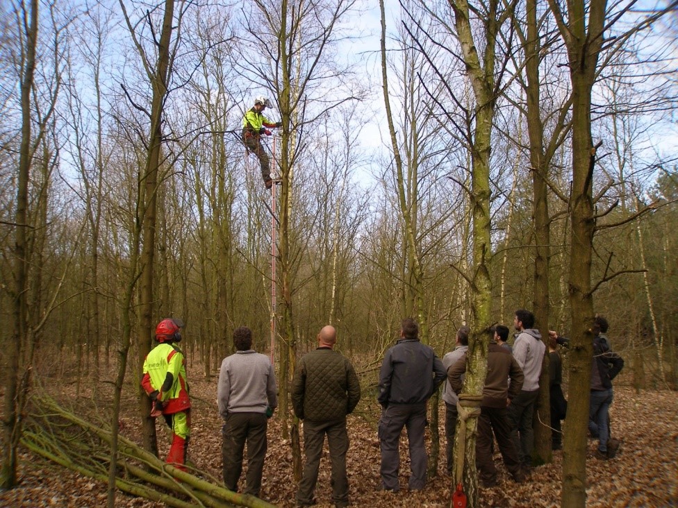 Demonstratie opsnoeien met de Distel snoeiladder. Ergonomisch veel beter dan de stokzaag (Foto Bart Nyssen)