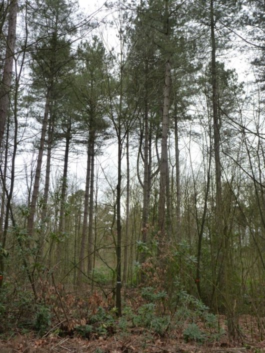 Eik geselecteerd tijdens bostracken in Corsicaanse dennenbos. Daarna vrijgesteld en opgesnoeid (Foto Etiënne Thomassen).jpg