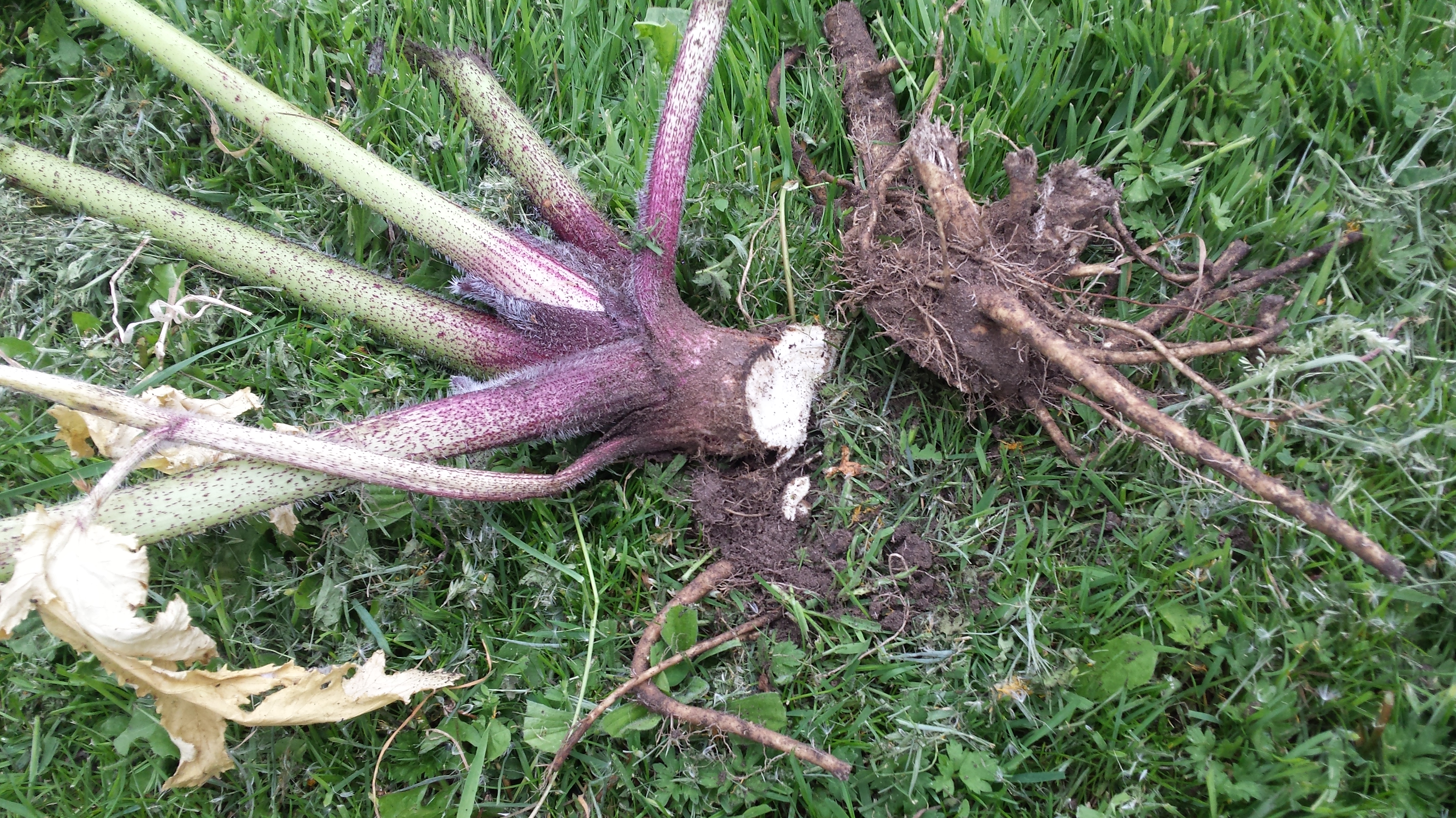 Er groeit een Reuzenberenklauw op mijn terrein, wat moet ik doen?