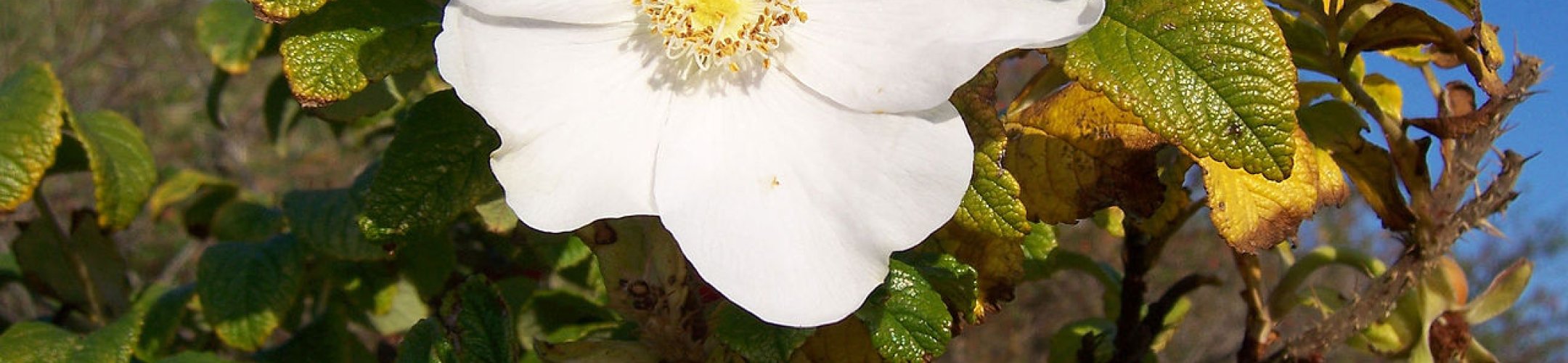 Exotenbestrijding in de duinen