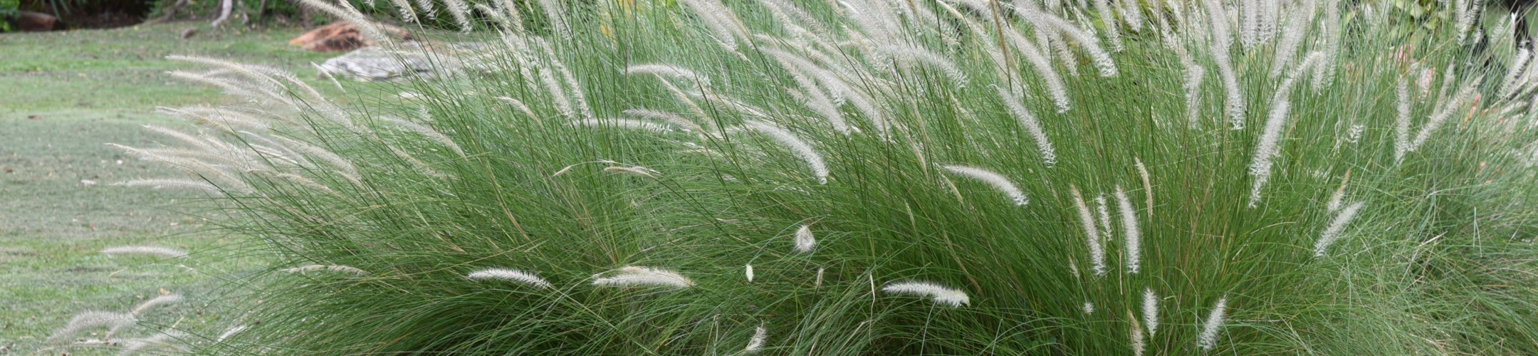 Fraai Lampenpoetsersgras