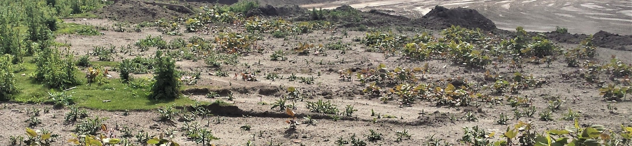 Geldt nieuw handelsverbod voor Japanse duizendknoop ook voor besmette grond?