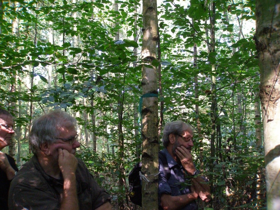 Geselecteerde berk met daaronder kwaliteitsvolle beuk die op termijn de groeiruimte van de berk inneemt (Foto Bart Nyssen)