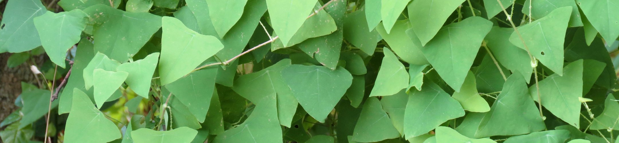 Gestekelde duizendknoop