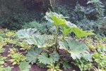 Gewone gunnera