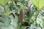 Gewone gunnera