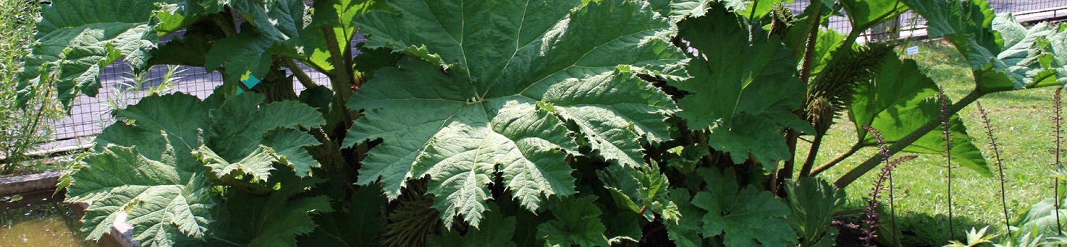 Gewone gunnera