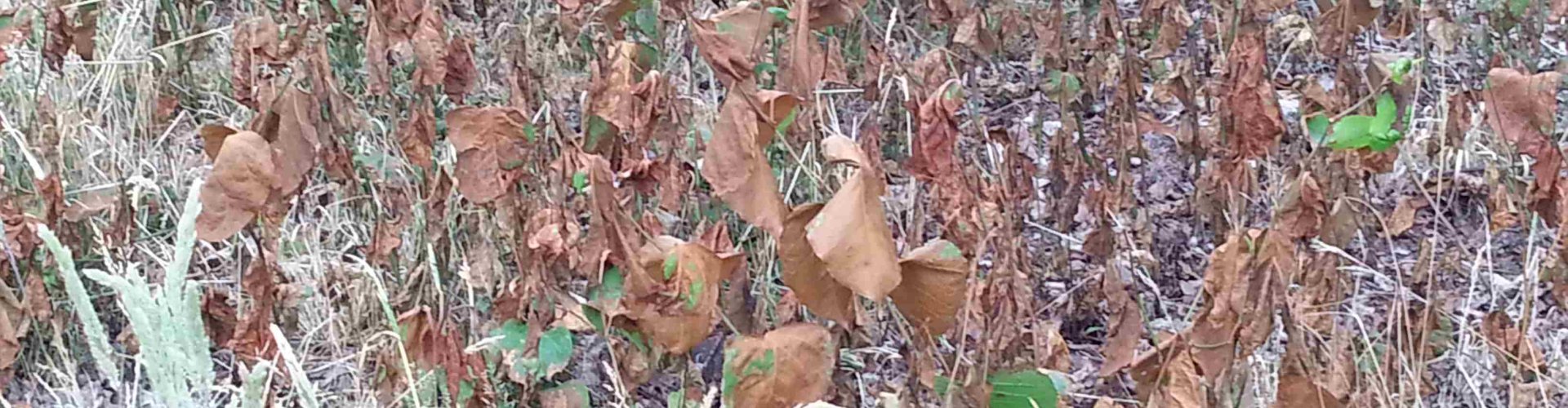 Glyfosaat - bladbehandeling cover