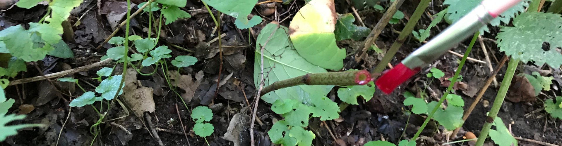 Glyfosaat - stobbenbehandeling cover