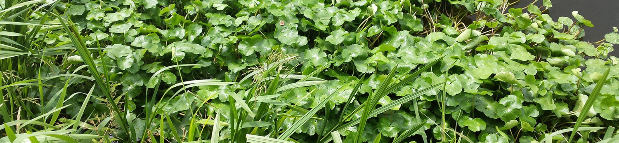 Grote waternavel gaat echt over de grens