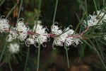 Hakea