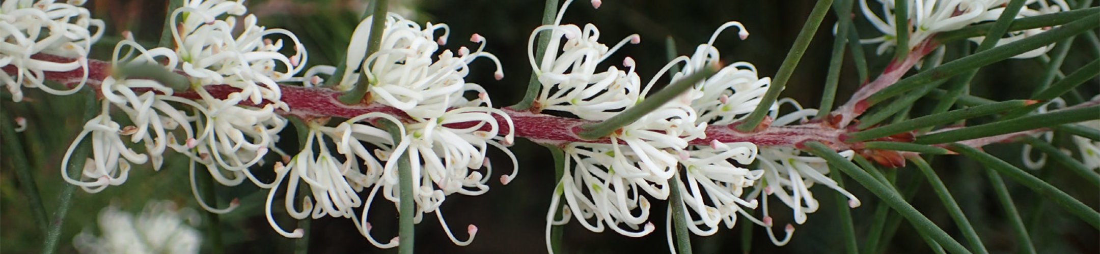 Hakea