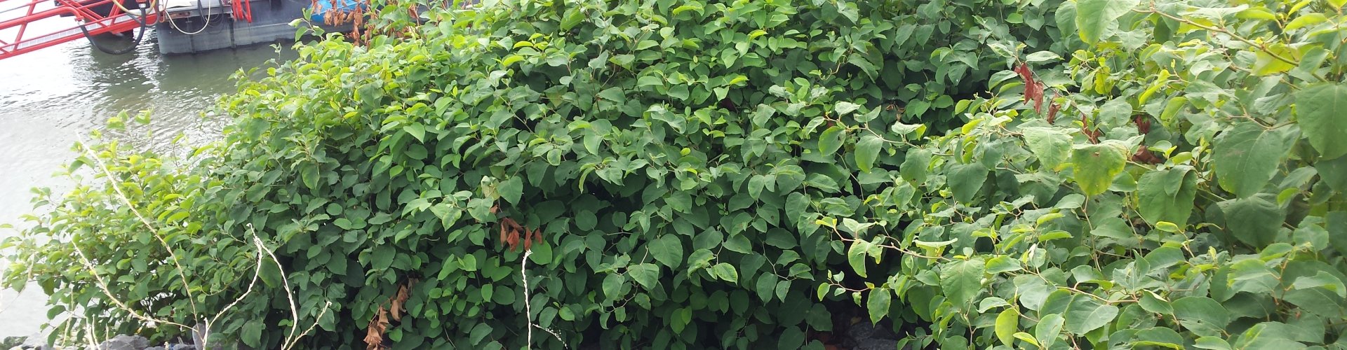 Havenbedrijf Rotterdam zoekt effectieve aanpak Aziatische duizendknoop – Update 2022