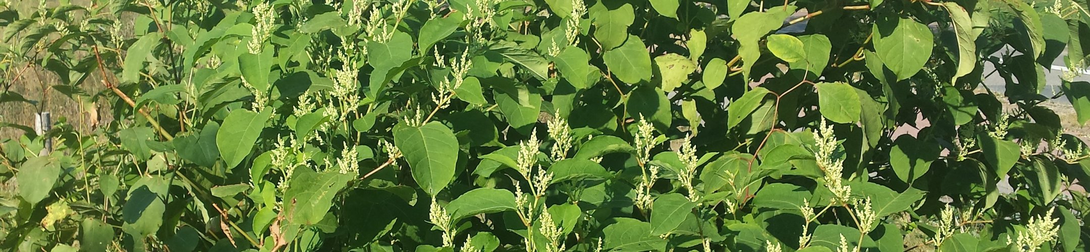Heeft u Japanse duizendknoop in de tuin?