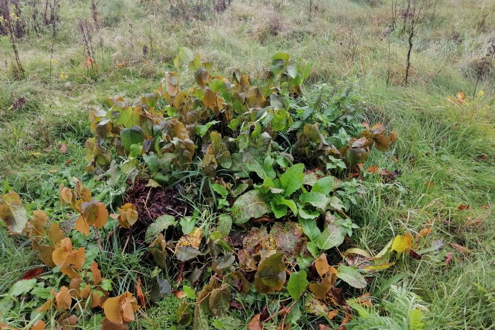 Hergroei uit maaisel preview 2