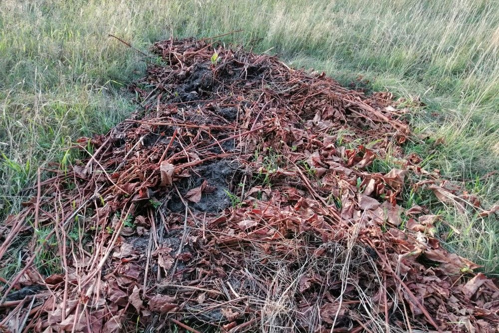 Hergroei uit maaisel preview