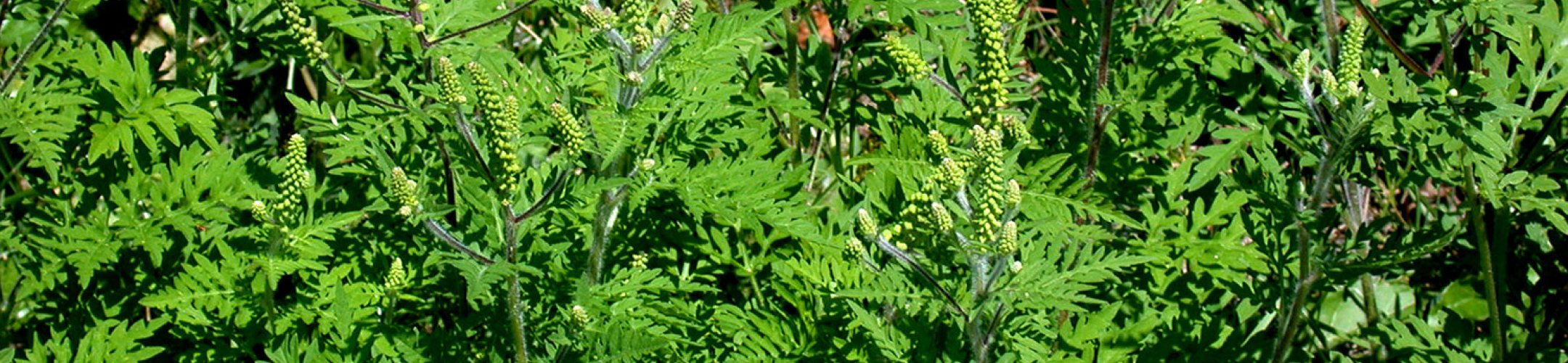 Hooikoortsplant rukt steeds verder op