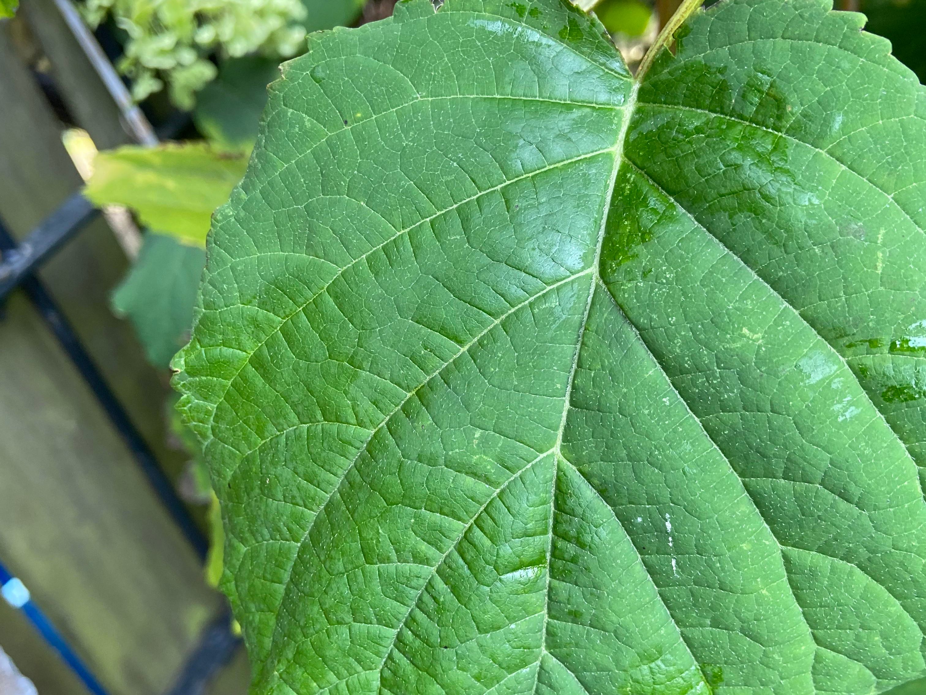 Hortensia Annabelle eigen foto preview