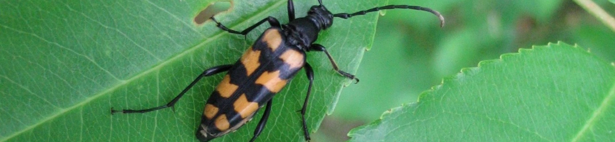 Ingrijpen of niets doen?