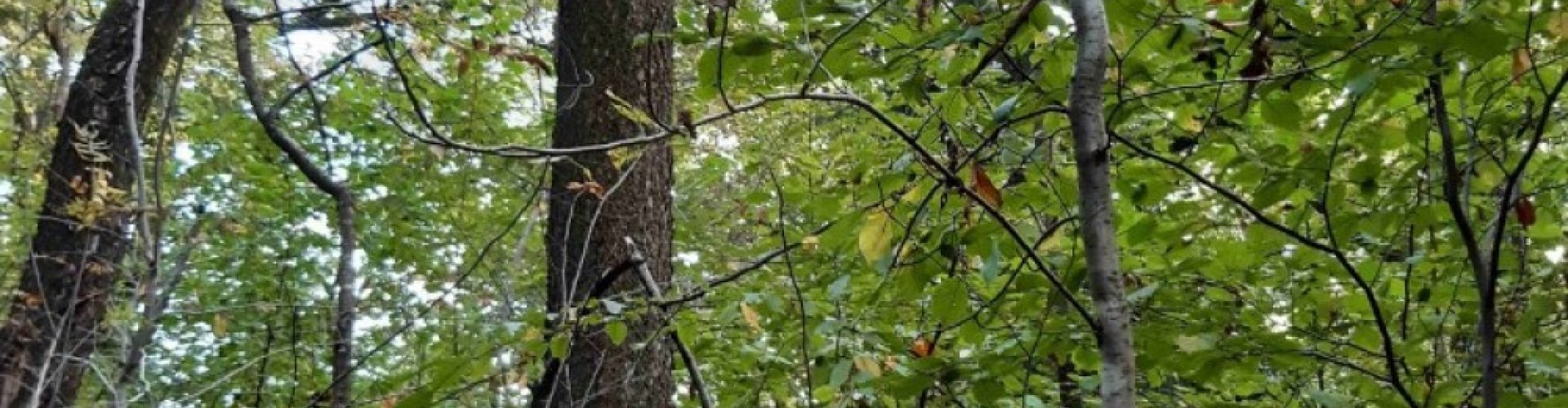 Integreren Amerikaanse vogelkers cover.jpg