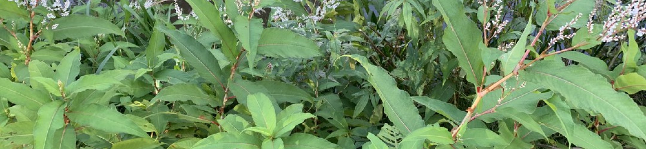 Introductie nieuwe exoten: Afghaanse en Finse Duizendknoop