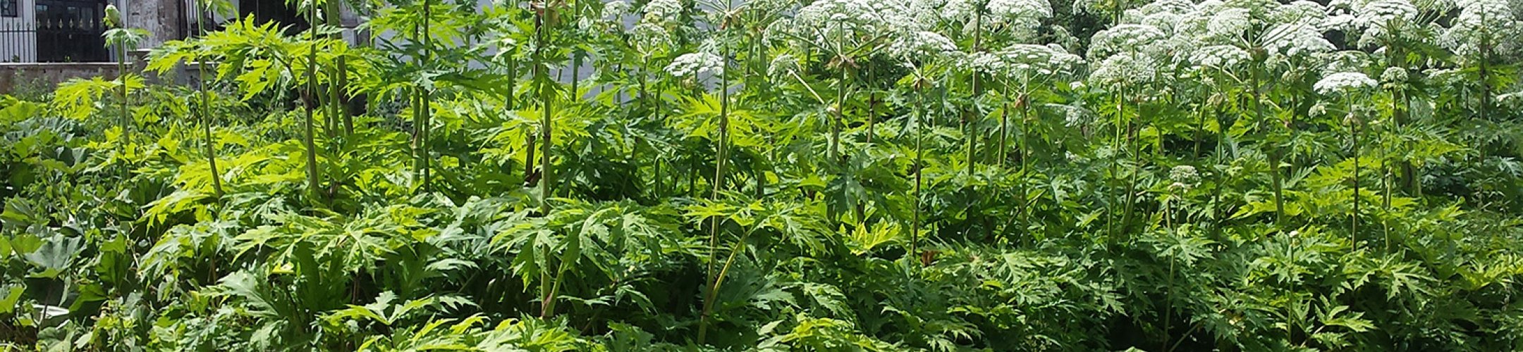 Invasieve exoten belangrijke oorzaak biodiversiteitsverlies