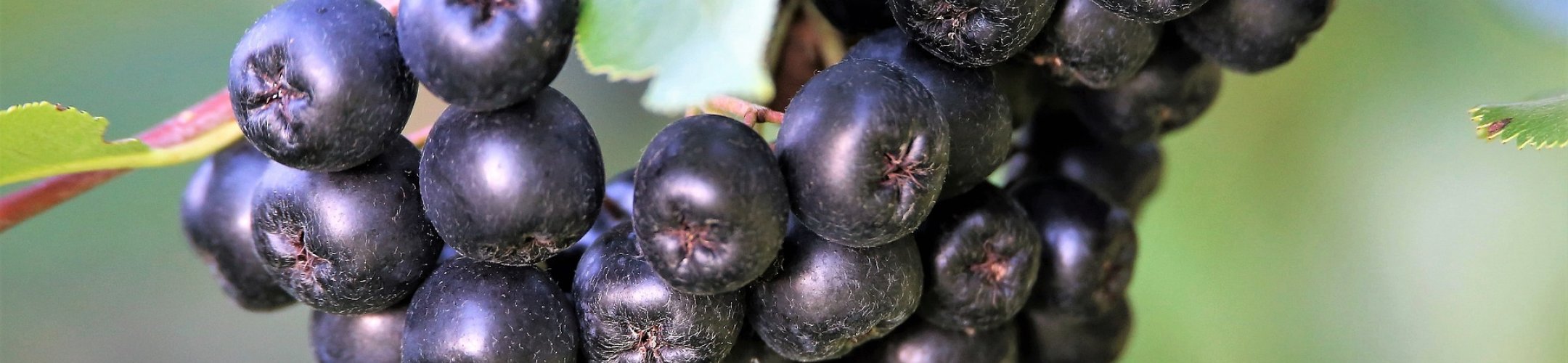 Invasieve exoten in agroforestry, let op de risico’s!