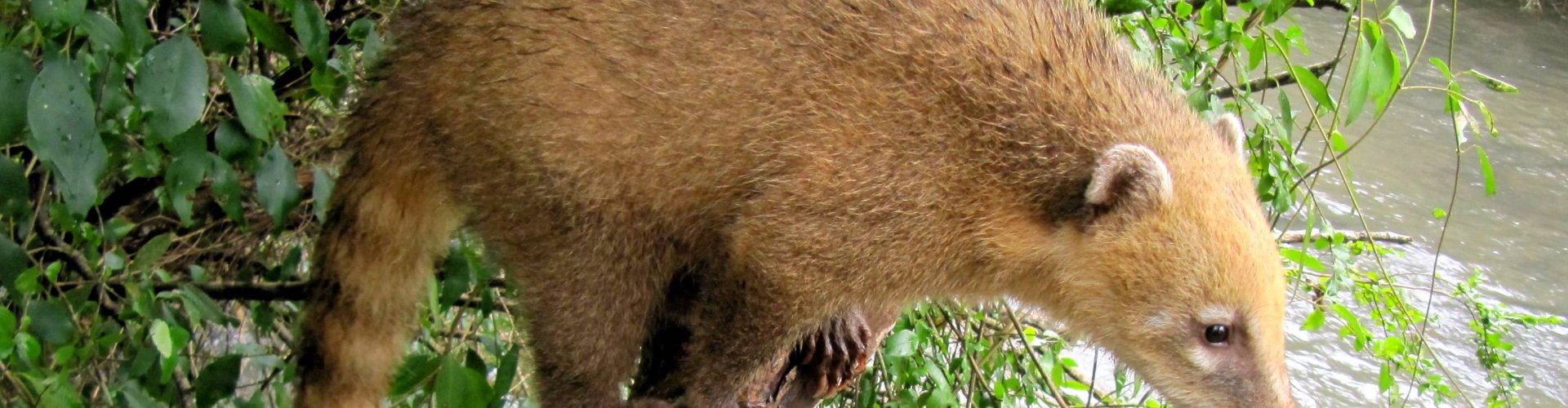 Invasieve exoten in het recht