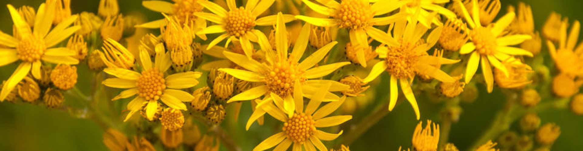 Jacobskruiskruid: een last én een lust