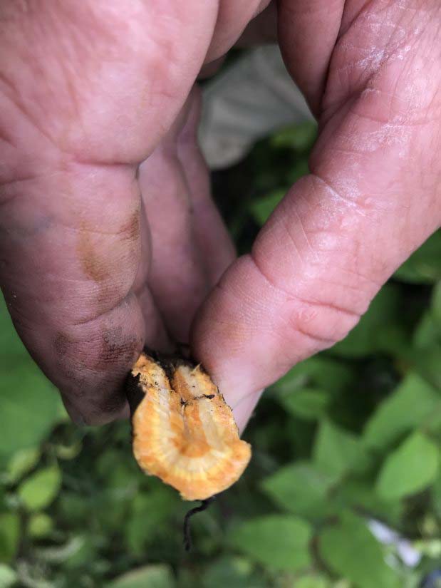 Japanse duizendknoop doorsnede wortelring