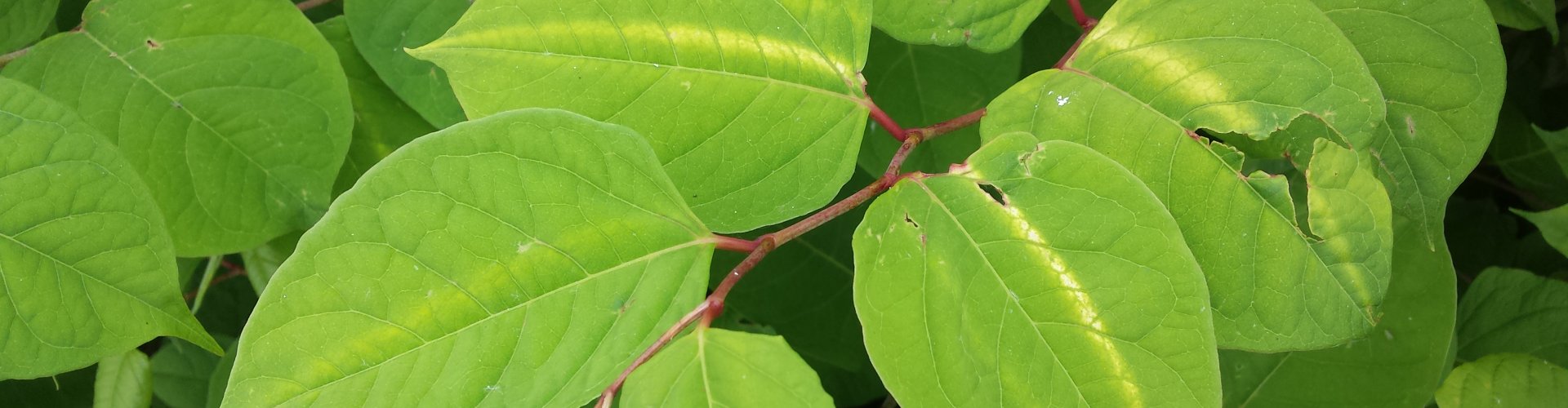 Japanse duizendknoop herkennen of afgraven? Raadpleeg deze infobladen