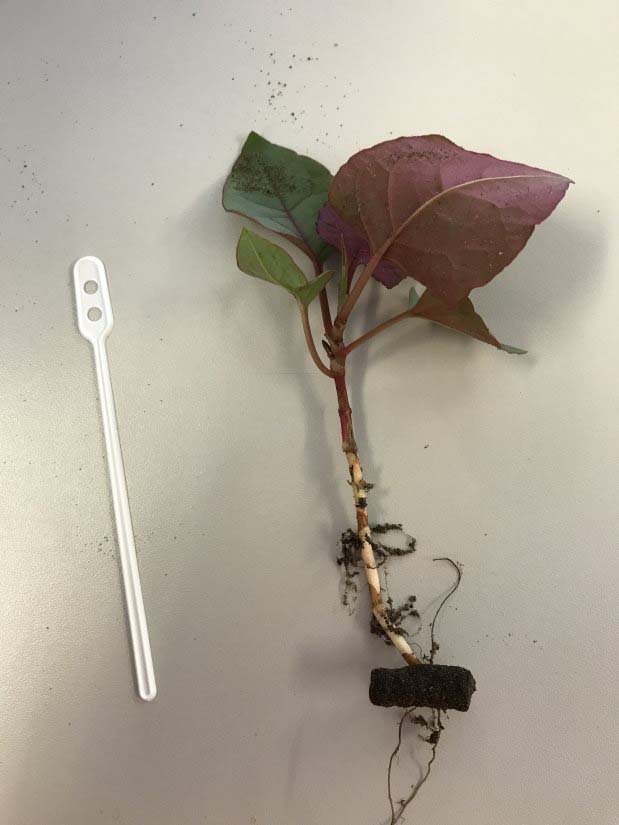 Japanse duizendknoop wortelrest uitloper