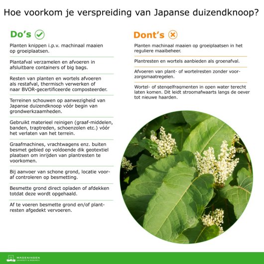 Japanse duizendknoop