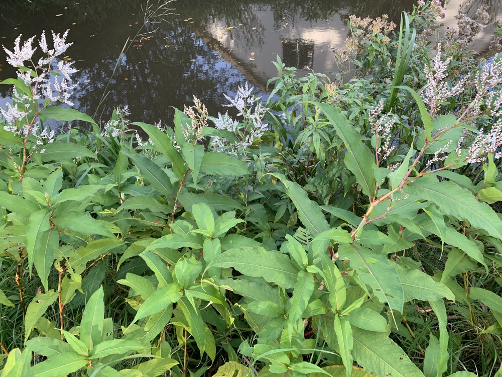 Japanse duizendknoop
