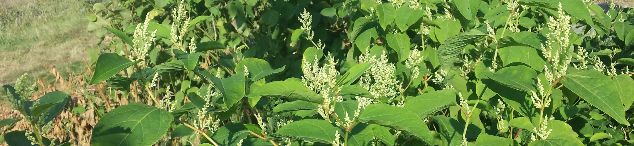 Japanse duizendknoop