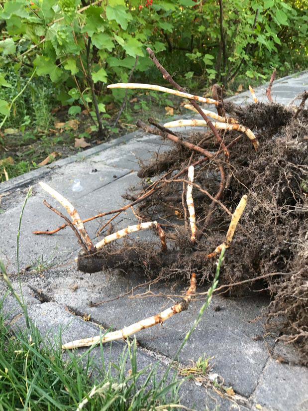 Japanse duizendpoot wortelstokken