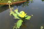 Kleine waterteunisbloem