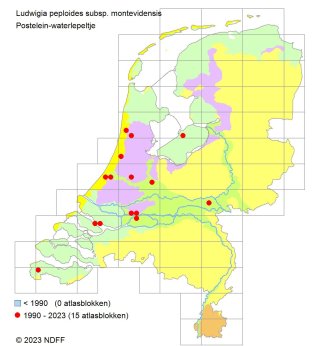 Kleine waterteunisbloem