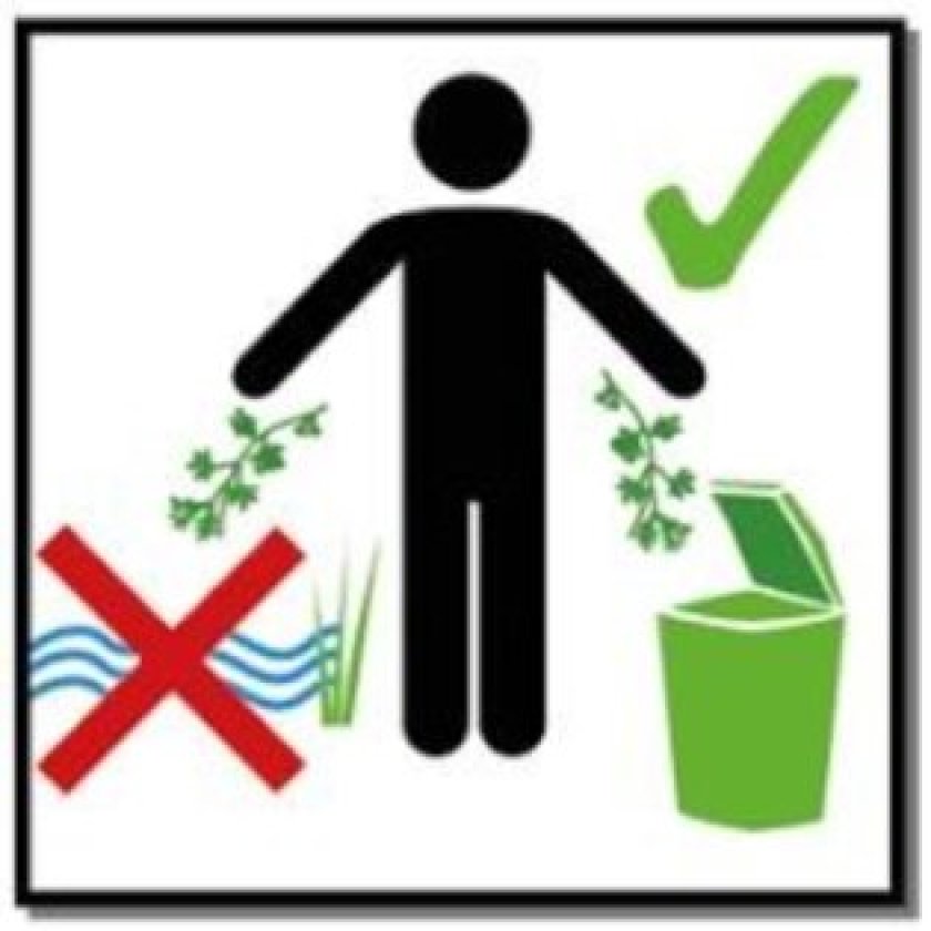 Kleine waterteunisbloem