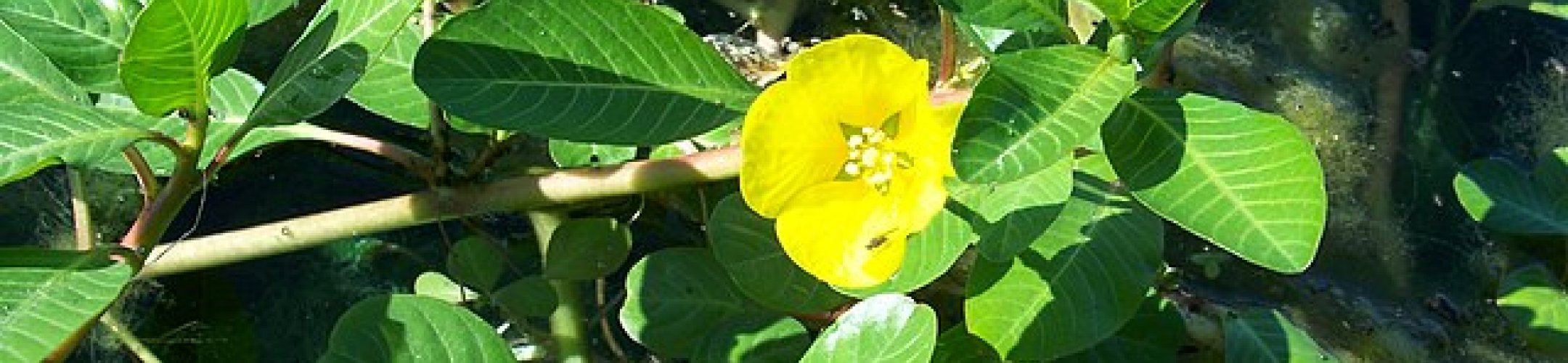 Kleine waterteunisbloem