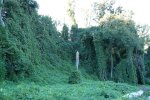 Kudzu