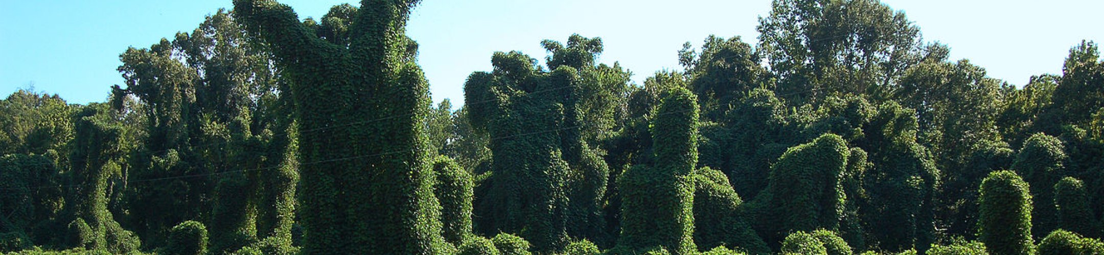 Kudzu