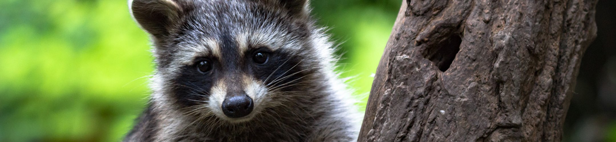 Landelijk aanvalsplan Invasieve exoten