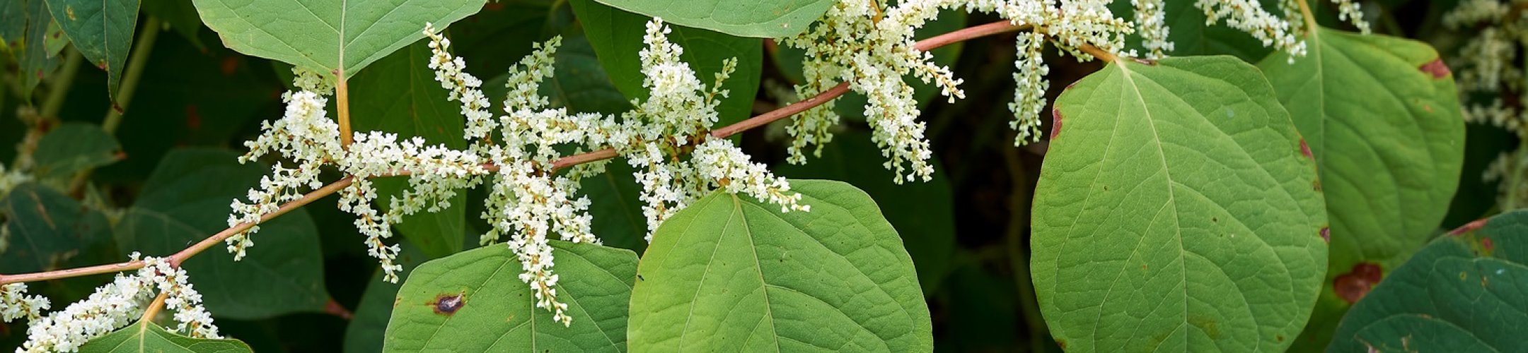 Landelijk protocol omgaan met Aziatische duizendknopen herzien