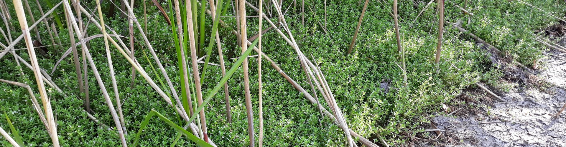 Lead foto Watercrassula