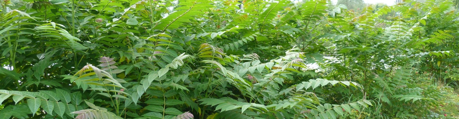 Leermiddelen voor uitvoerders moeten de aanpak van invasieve exoten verbeteren cover