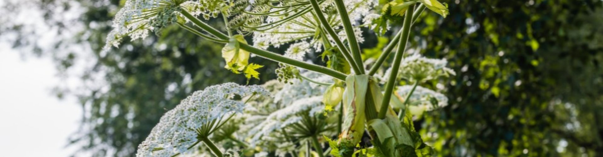 Leidraad beheer reuzenberenklauw gelanceerd