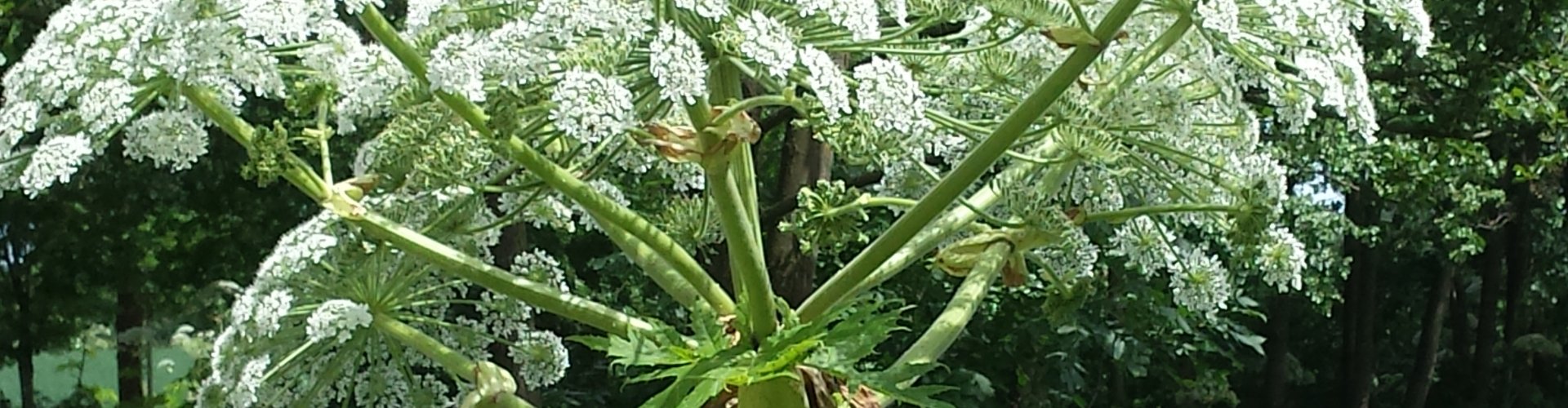 Leidraad voor bestrijding reuzenberenklauw